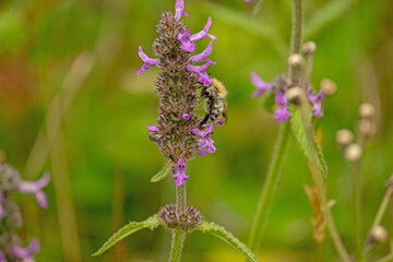 bee on a purple wildflower in summer