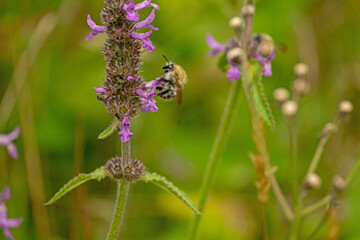 bee on a purple wildflower in summer