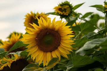 Obraz premium field of flowering sunflowers in summer