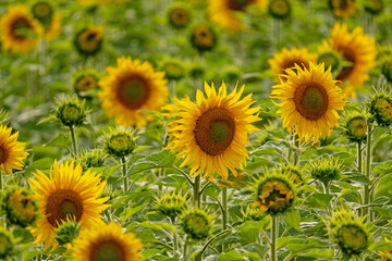 field of flowering sunflowers in summer