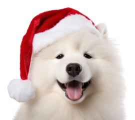 PNG Dog christmas samoyed mammal.