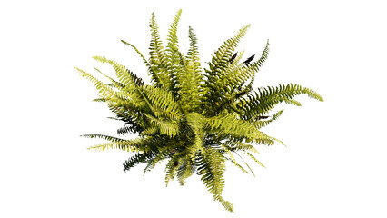 Fern Isolated © Tanon