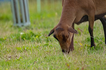 goat on a meadow in thuringia