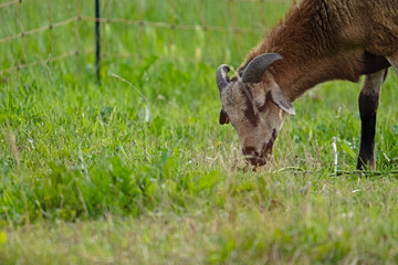 goat on a meadow in thuringia