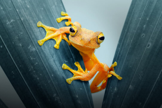 Close-up of a yellow frog sitting on a plant peeking through leaves, Indonesia