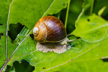 Schnecke 