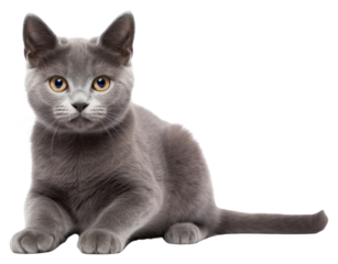 PNG Gray cat animal mammal kitten.