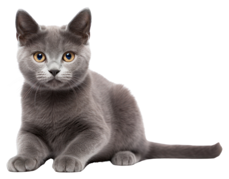 PNG Gray cat animal mammal kitten.