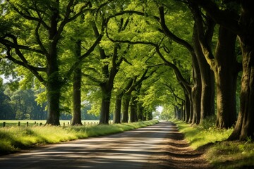 Naklejka premium Amazing country road with trees lining it during image