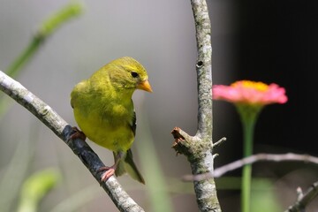 Close-up of a yellow bird perched on a branch with a blurred pink flower in the background