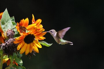 Close-up of a hummingbird feeding on vibrant orange sunflowers against a dark background