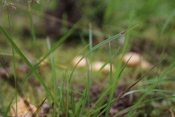 Makrofotografie von Pilzen. Waldumgebung. Leckeres Essen. Gesunde Ernährung. Giftige Pflanzen. Nicht angebautes Gemüse. Draußen. Proteinmahlzeit. Vegane und vegetarische Ernährung. Verschwommenes Foto