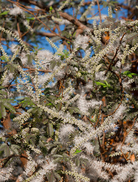  As flores, com suas pontas esbranqui&ccedil;adas e folhas verdejantes, contrastam lindamente com o c&eacute;u azul ao fundo.
