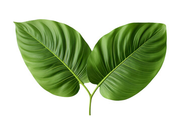 A green tropical leaf isolated on transparent background