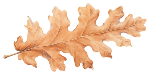 Obraz premium PNG Oak leaf drawing plant tree.