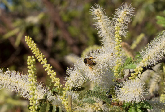 This image depicts a bee, manda&ccedil;aia collecting pollen from a legume plant, the flowers with yellow and green tips, beautiful flowers with the bee collecting and working with great determination.