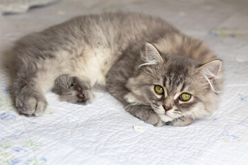 British white gray longhair cat relaxing and laying on bed. Domestic cat is resting and looking at camera