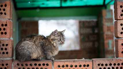 The cat lies on the wall. A gray cat sits on a brick wall. side view, beautiful fluffy gray cat,...
