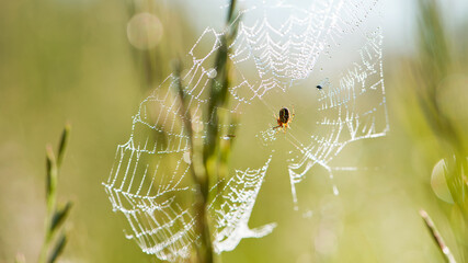Araneus. spider crusader. Spider web glistening with dewdrops in misty meadow during dawn, capturing serene beauty of nature. Summer dawn on green meadow with flowering grasses.