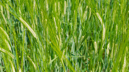 Obraz premium Young Wheat ears illuminated by sunlight. Gorgeous shape of the Wheat spikes. concept of a good harvest in an agricultural field. green spikelets. rye, close-up. green natural background