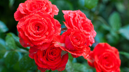 Red rose flower background. pink roses on a bush in the garden, close-up. bouquet of flowers. beauty of nature, delicate flowers, bouquet of roses as a gift. symbol of love. rose garden, flower bed