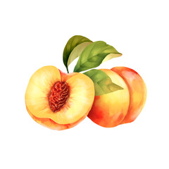 Hand drawn illustration of peaches and green leaves. Isolated on white.