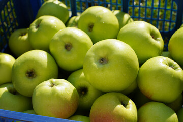 Freshly picked green apples in a basket. Harvesting apples. Natural product from organic farming.   