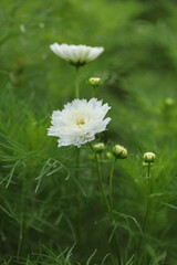 Cosmos flowers, summer season image. 
Cosmos flowers in nature, sweet background, blurry flower background