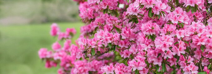 Obraz premium The image captures a close-up view of pink cherry blossom flowers in full bloom, set against a blurred green hillside.