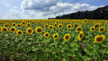 Obraz premium yellow sunflowers in the field. Large sunflower flowers in the sun. Yellow flowers on a farm field and blue sky. Agriculture concept, organic products. Growing seeds for oil. rural area. farmland