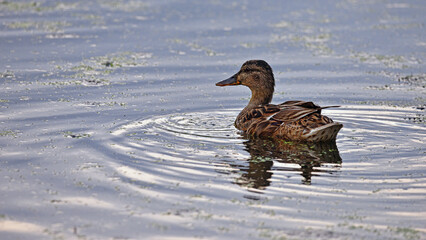 Anas platyrhynchos. duck in the pond. A northern shoveler duck is captured swimming in calm waters. with its colorful plumage and distinctive large bill. natural habitat. female duck mallard waterfowl