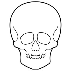 skull and crossbones line art 