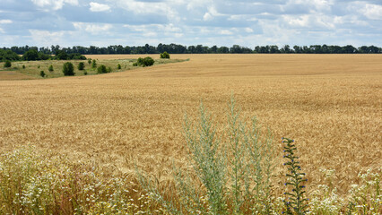 Obraz premium spikelets of golden wheat in the field. Ripe big golden ears of wheat on a yellow background of the field. nature. The idea of a rich summer harvest, agriculture, agro-industrial complex for food.