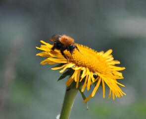A bumblebee sitting on a dandelion.Bumblebee on dandelion, taraxacum in spring