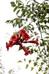 pretty red flowers of milin climbing plant close up
