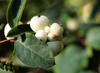 white berries of snowberry bush