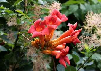 pretty red flowers of milin climbing plant close up