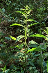 Urtica dioica - nettle herb blossoming close up