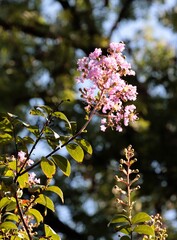 pink flowers of Lagerstroemia indica tree -Lythraceae Family