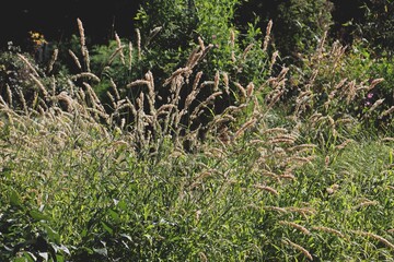 dry ears and seeds of grass plant on meadow in summer