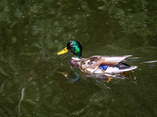 A Beautiful and Colorful Male Mallard Duck Swimming Gracefully in a Tranquil, Peaceful Pond