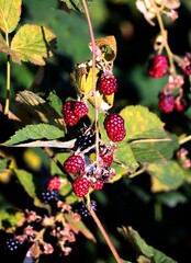 growing fruits of blueberry wild bush close up