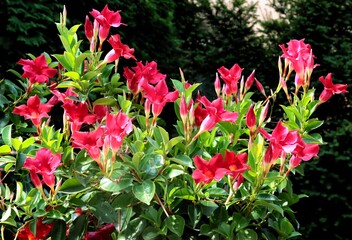 red flowers of  mandevilla sanderi plant close up