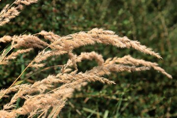 dry ears and seeds of grass plant on meadow in summer