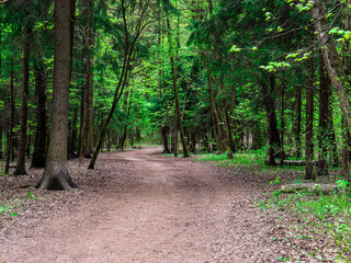 Fototapeta premium A Serene and Peaceful Forest Pathway That Is Surrounded by Lush Greenery and Flora