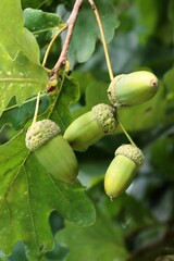 oak tree - Quercus robur and growing acorns close up