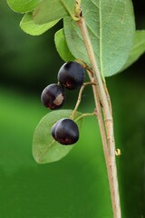 round small brown fruits of  cotoneaster Lucidus shrub close up