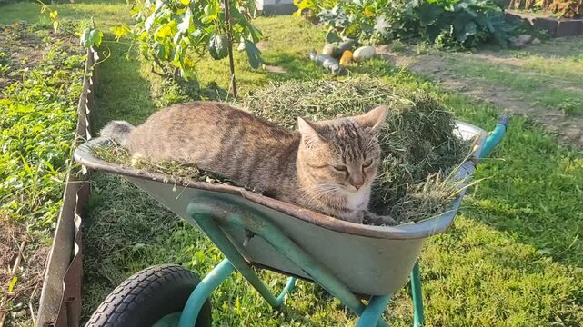 The cat lies in a garden wheelbarrow with mowed grass. The concept of horticulture, gardening summer or autumn work in the garden and vegetable garden