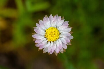 Fototapeta premium Pink and white everlasting, Rhodanthe chlorocephala