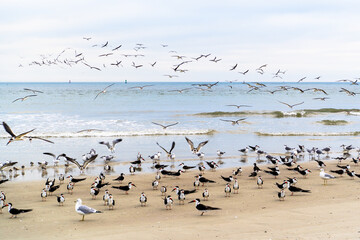 seagulls on the beach